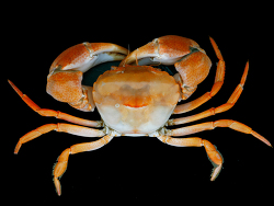 Eucrate tripunctata thumbnail