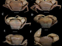 Eucrate tripunctata thumbnail