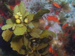 Sargassum incisifolium thumbnail
