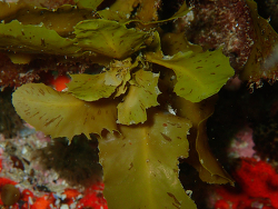 Sargassum incisifolium thumbnail