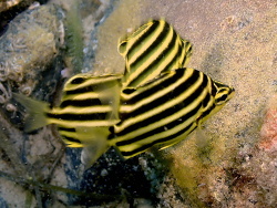 Microcanthus joyceae,Sunshine Coast QLD, Australia 2023