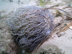 Boloceroides mcmurrichi thumbnail