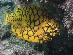 Cleidopus gloriamaris,Sunshine Coast QLD, Australia 2023