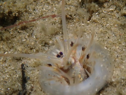 Hirsutonuphis gygis thumbnail