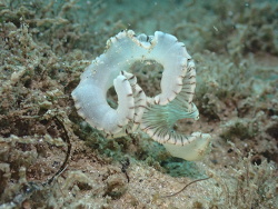 Ikeda sp. thumbnail