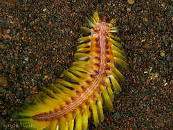 Chloeia fusca,Tulamben, Kubu, Karangasem Regency, Bali, Indonesia 2024