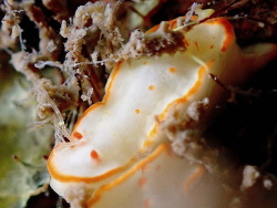 Diversidoris aurantionodulosa thumbnail