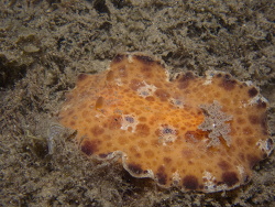 Platydoris ellioti,Gold Coast QLD, Australia 2022