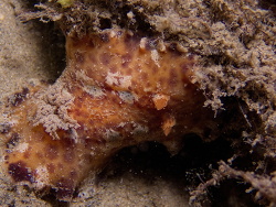 Platydoris ellioti,Gold Coast QLD, Australia 2022
