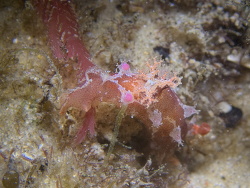 Plocamopherus imperialis,Gold Coast QLD, Australia 2022