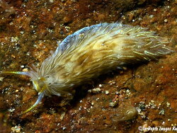 Novaeolidiella janae, 25mm, Kwajalein