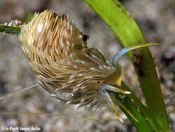 Novaeolidiella janae, 25mm, Kwajalein