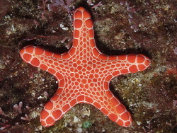 Pentagonaster duebeni thumbnail