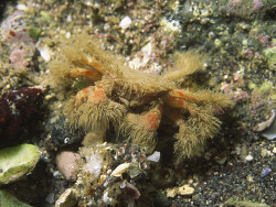Heteropilumnus ciliatus thumbnail