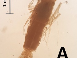 Scina nana thumbnail