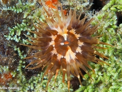 Telmatactis forskalii thumbnail