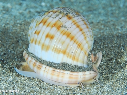 Semicassis undulata thumbnail