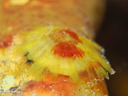 Tylodina rafinesquii thumbnail