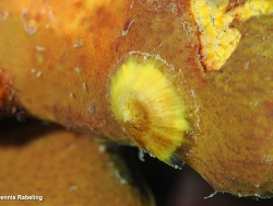 Tylodina rafinesquii thumbnail
