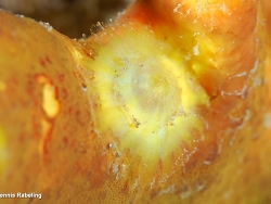 Tylodina rafinesquii thumbnail