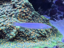 Hologymnosus doliatus thumbnail