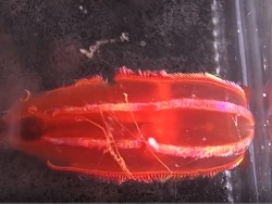 Vampyroctena delmarvensis thumbnail