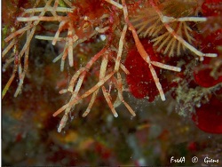 Cellaria salicornioides thumbnail