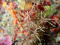 Cellaria salicornioides thumbnail