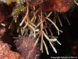 Cellaria salicornioides thumbnail