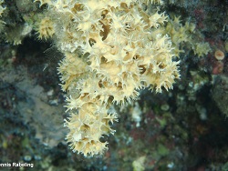 Pleraplysilla spinifera thumbnail