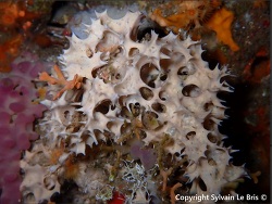 Pleraplysilla spinifera thumbnail