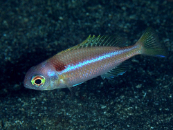 Parascolopsis akatamae thumbnail