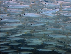 Sphyraena obtusata thumbnail