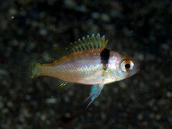 Parascolopsis akatamae thumbnail