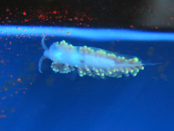 Berghia stephanieae thumbnail