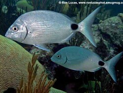 Diplodus bermudensis thumbnail