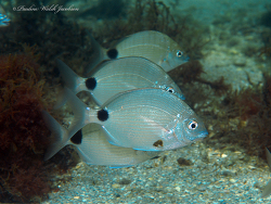 Diplodus caudimacula thumbnail