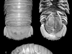 Bathynomus propinquus thumbnail
