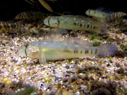 Oligolepis acutipennis thumbnail