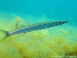 Sphyraena novaehollandiae thumbnail