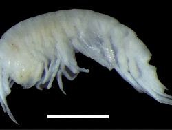 Alexandrella haubeni thumbnail