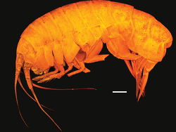 Astyra mclaughlinae thumbnail