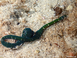 Notospermus geniculatus thumbnail