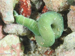 Notospermus geniculatus thumbnail