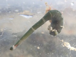 Notospermus geniculatus thumbnail