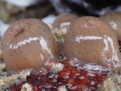 Anthopleura mariae thumbnail