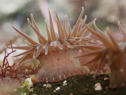 Anthopleura mariae thumbnail