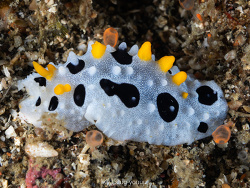 Phyllidia babai,Selat Lembeh, North Sulawesi, ID 2026