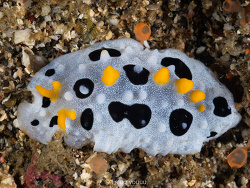 Phyllidia babai thumbnail