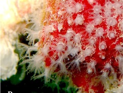 Stragulum bicolor thumbnail